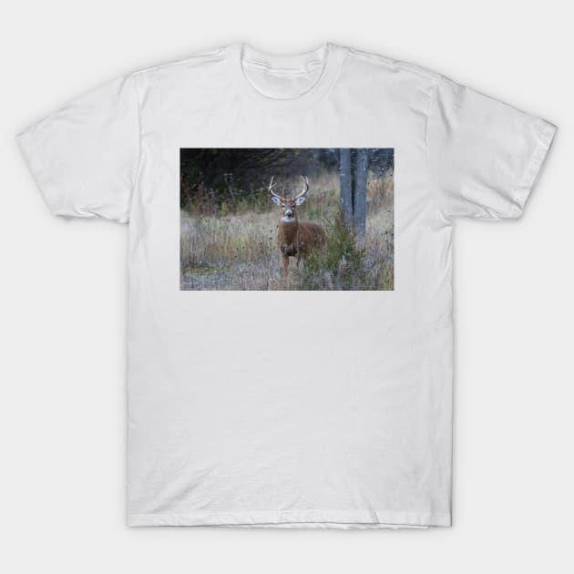 White-tailed buck T-Shirt by Jim Cumming